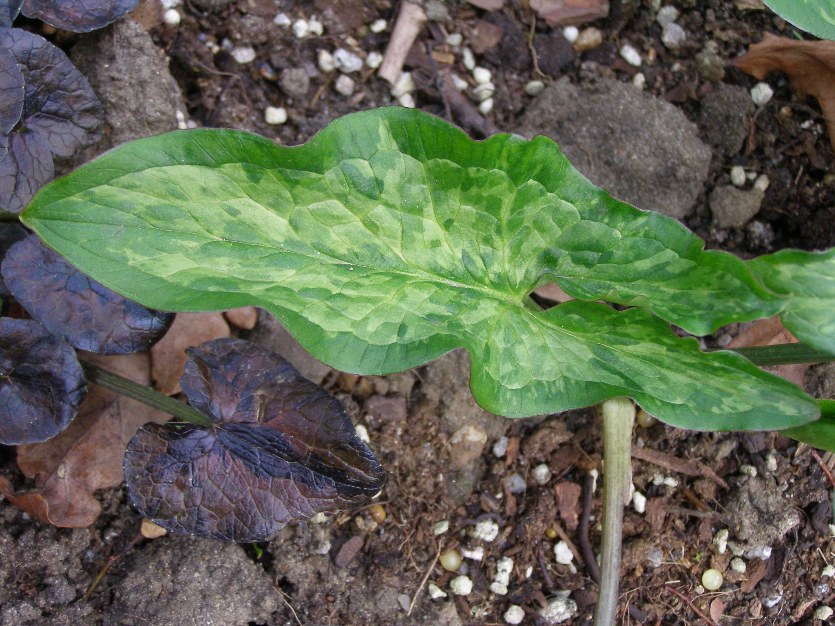 Arum italicum subsp. italicum 'Grunspan'